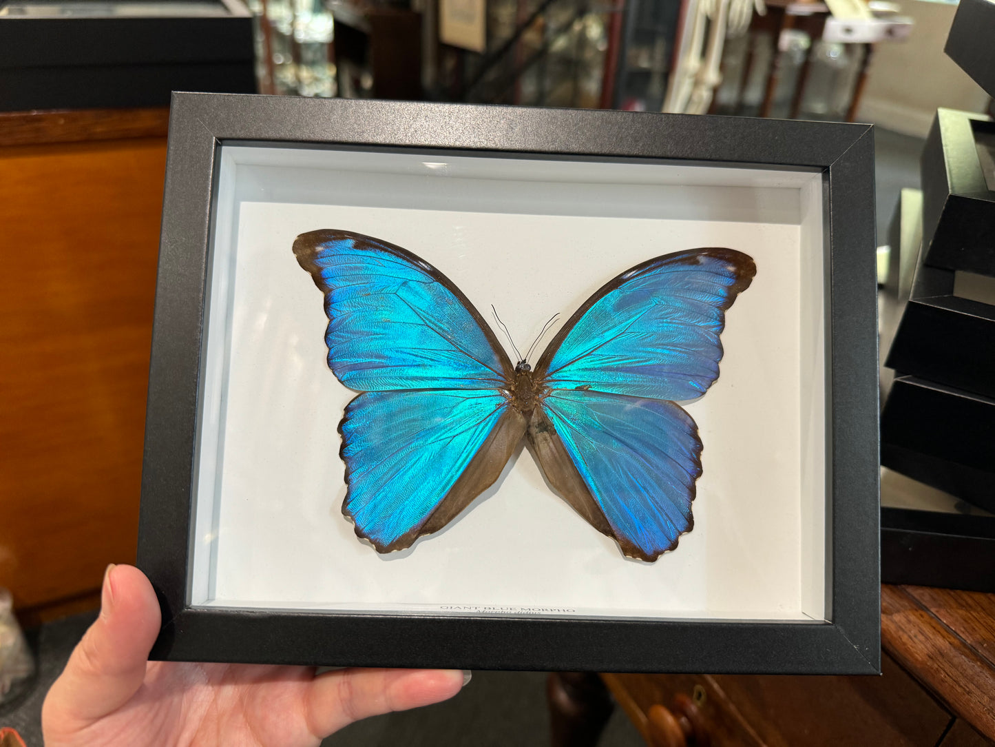 Giant Blue Morpho Butterfly