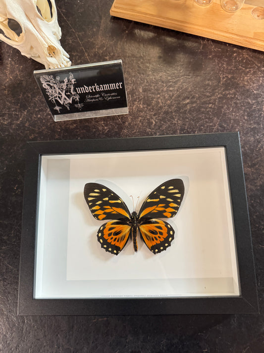 Giant orange tiger butterfly