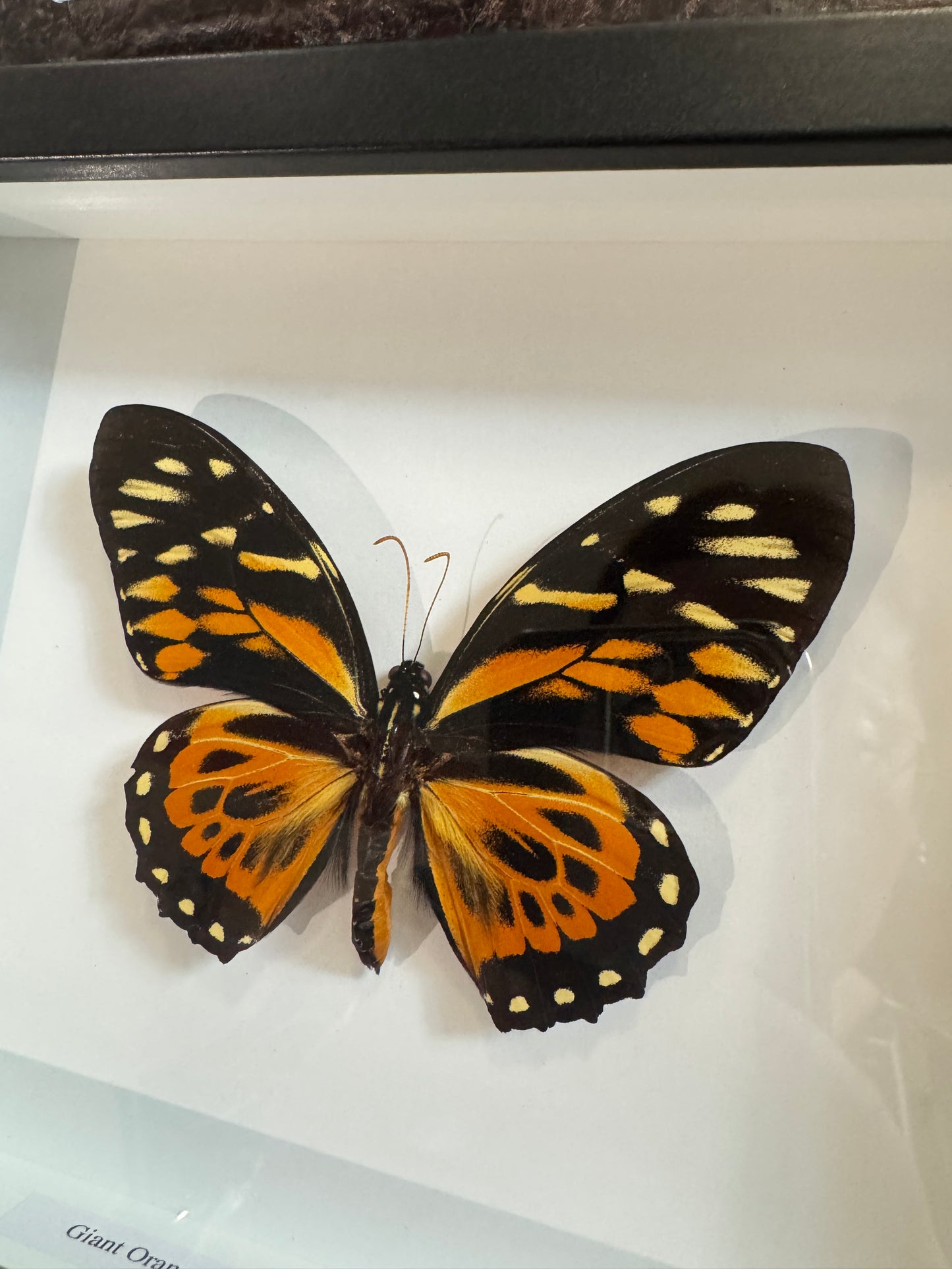 Giant orange tiger butterfly