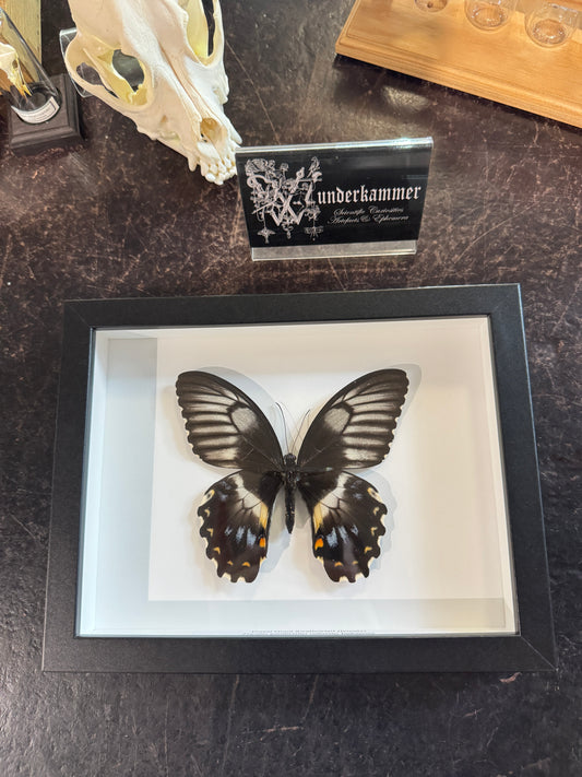 Forest Giant Swallowtail