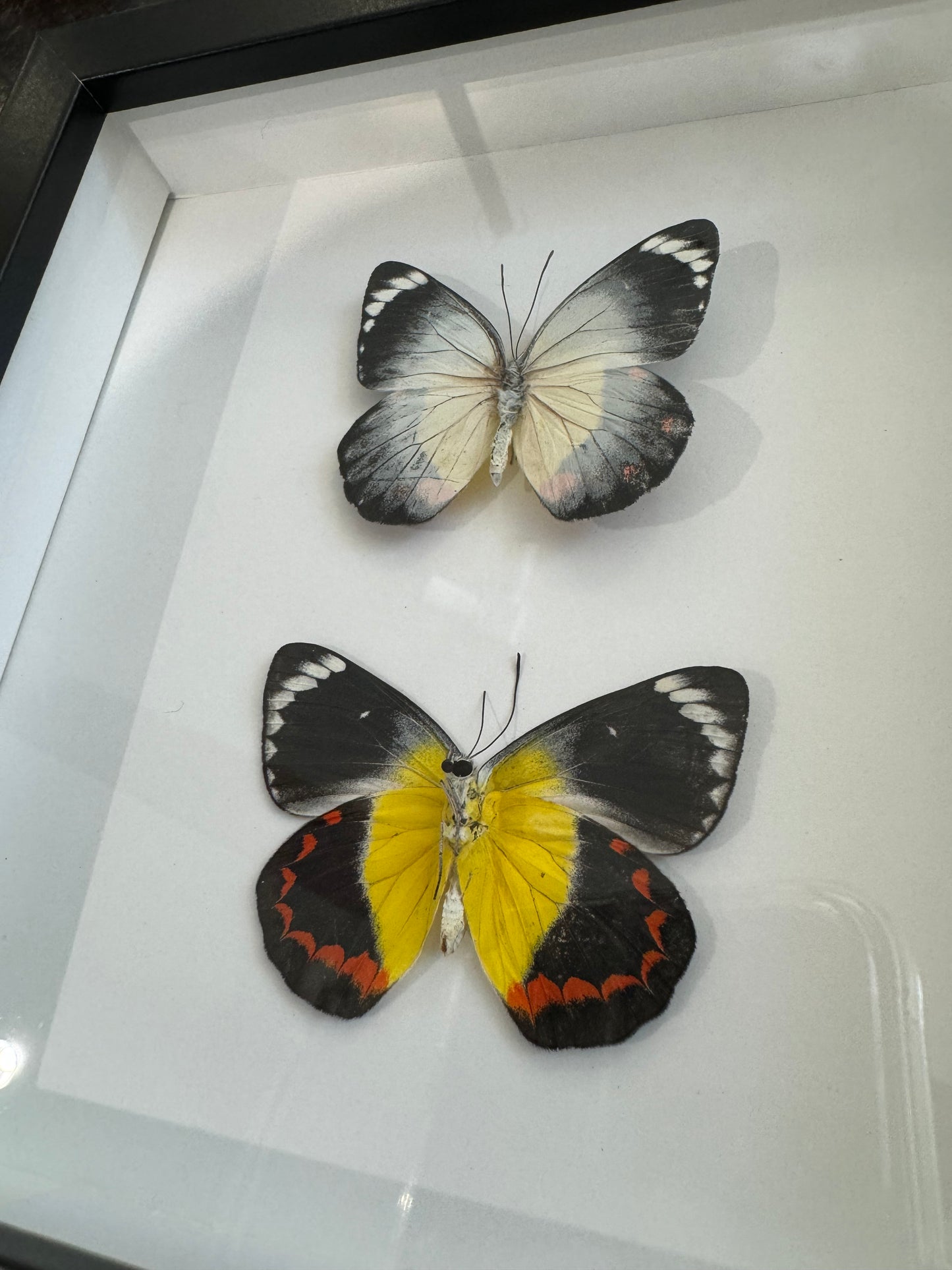 Jezebel Butterflies
