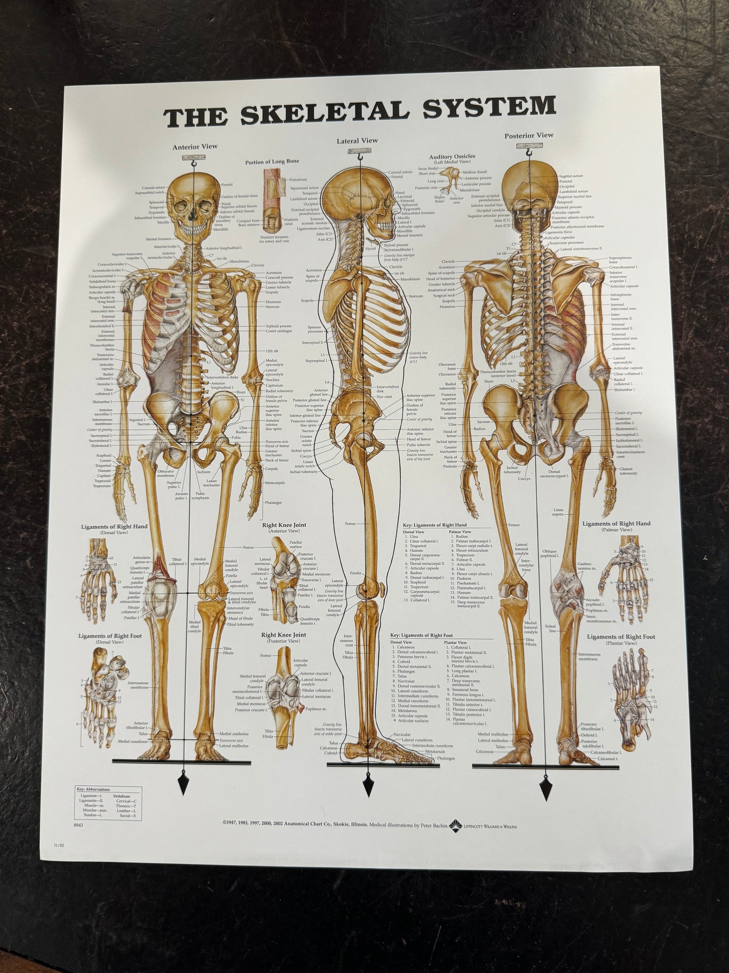 Anatomic posters small