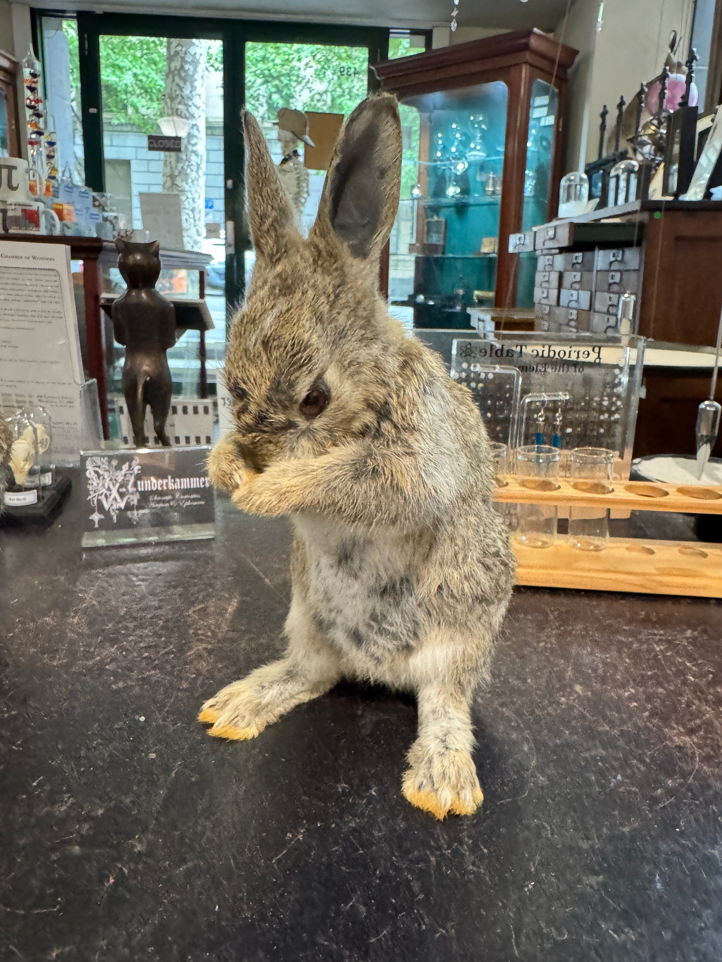 Taxidermy bunny rabbits