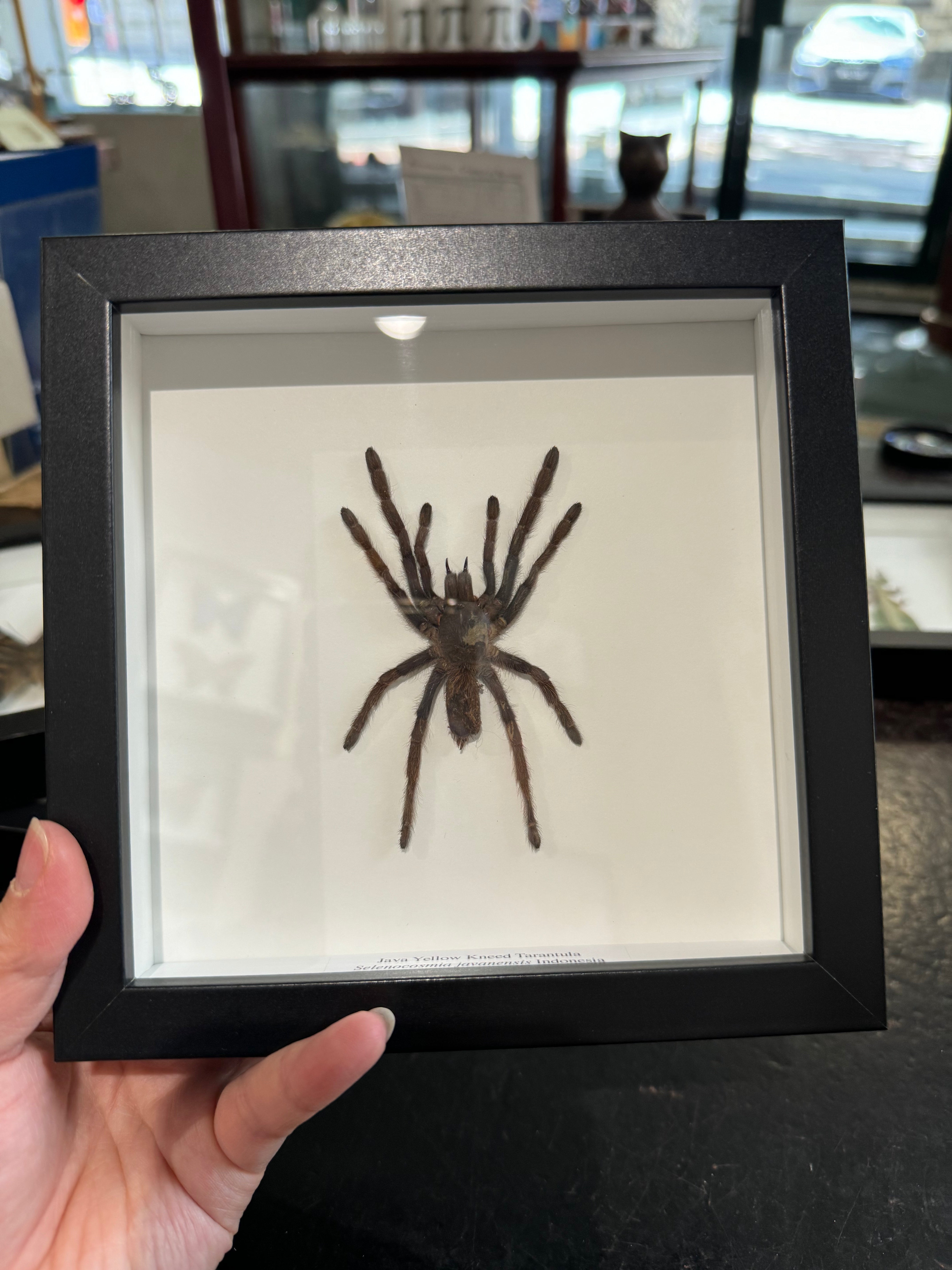 Java Yellow Kneed Tarantula – Wunderkammer