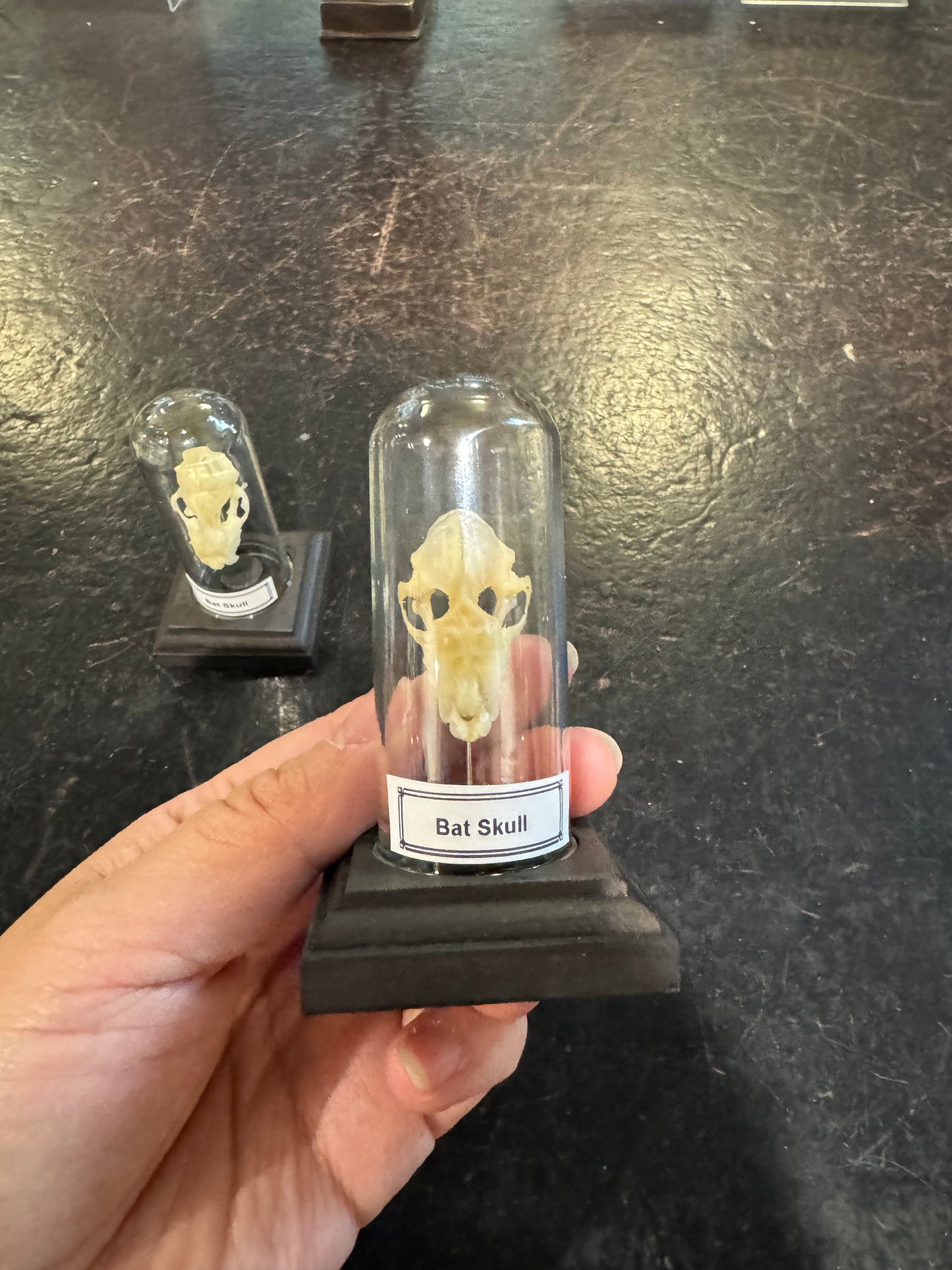 Bat skull in little display dome