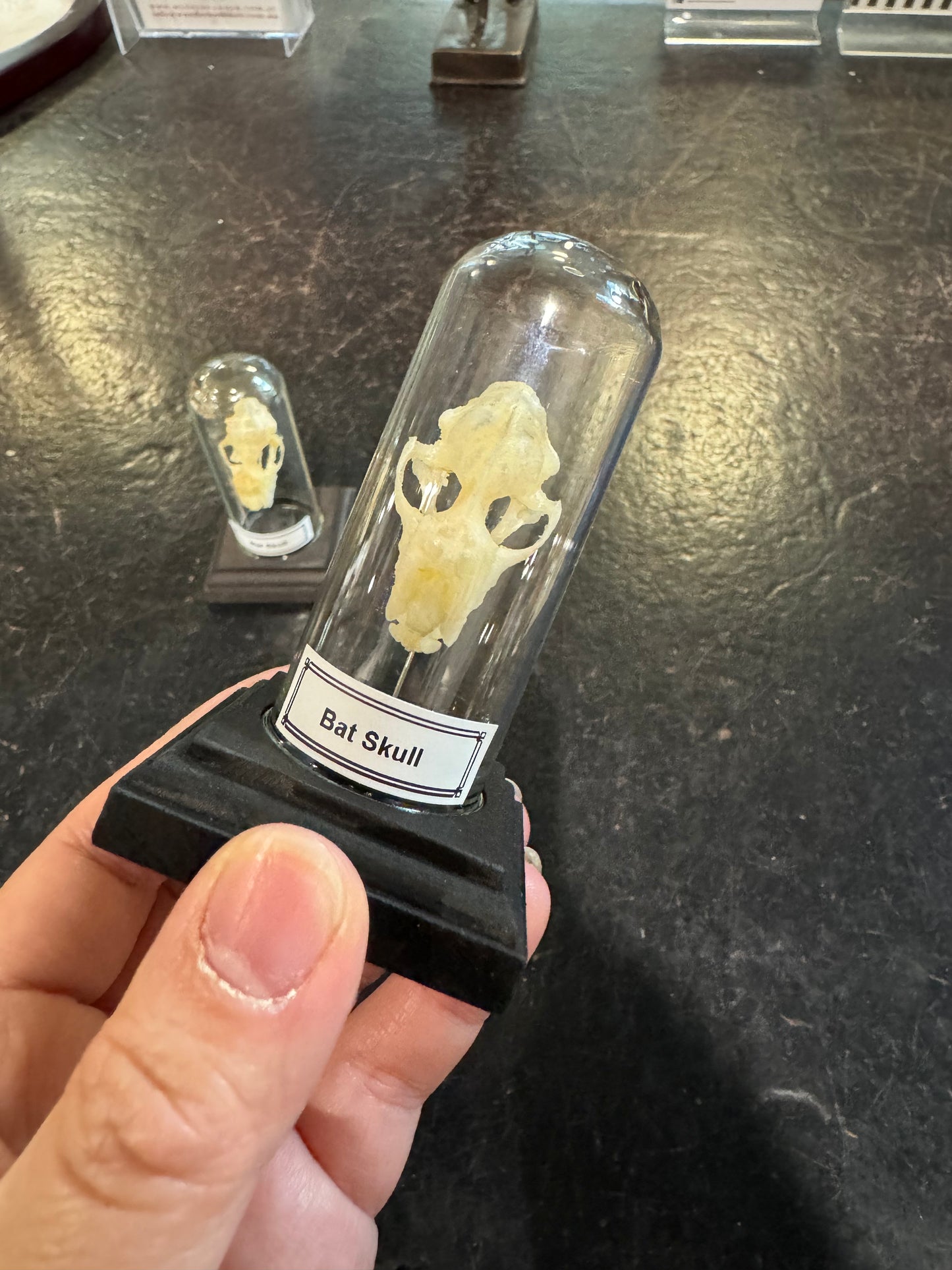 Bat skull in little display dome