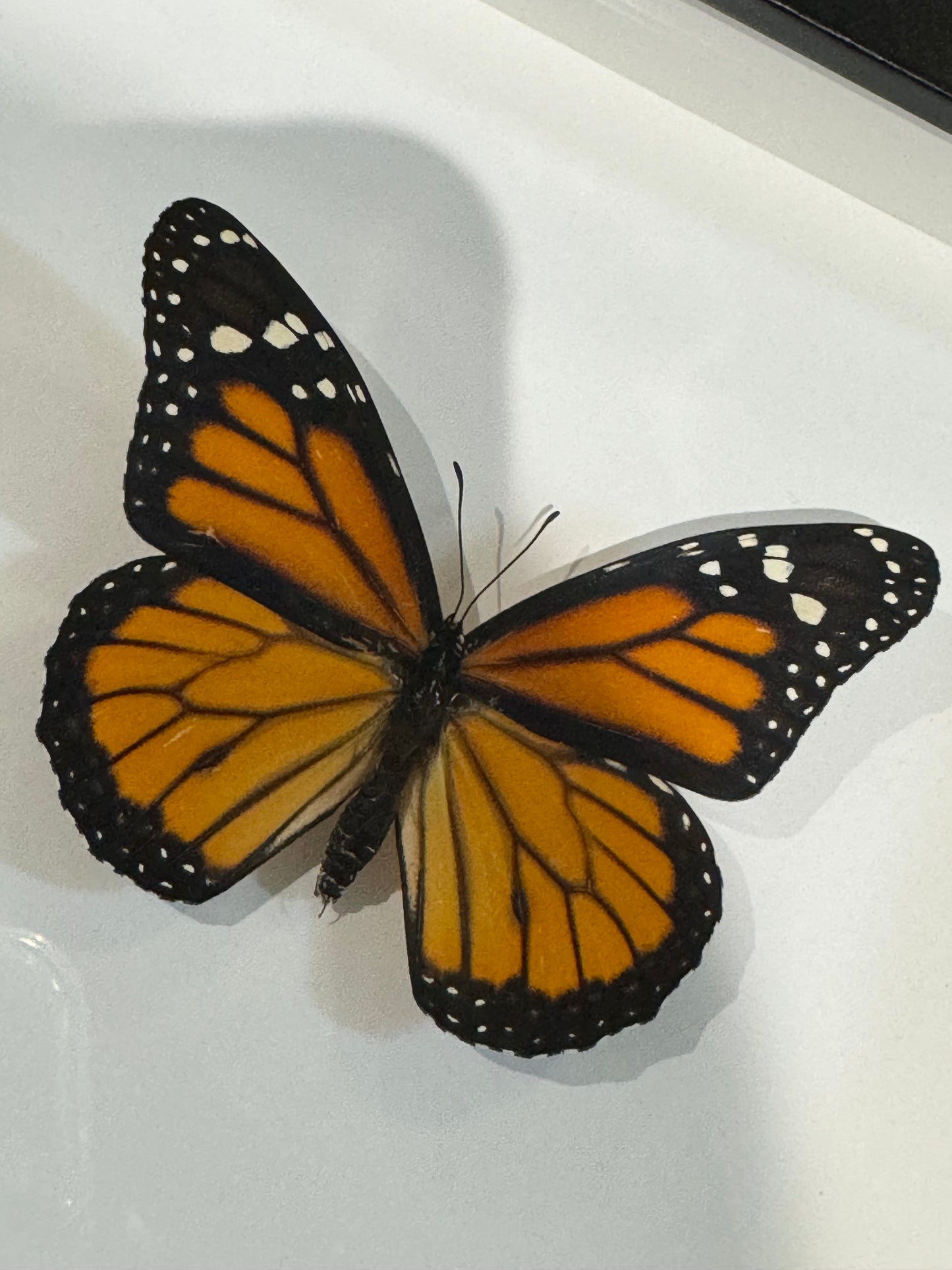 Monarch butterfly