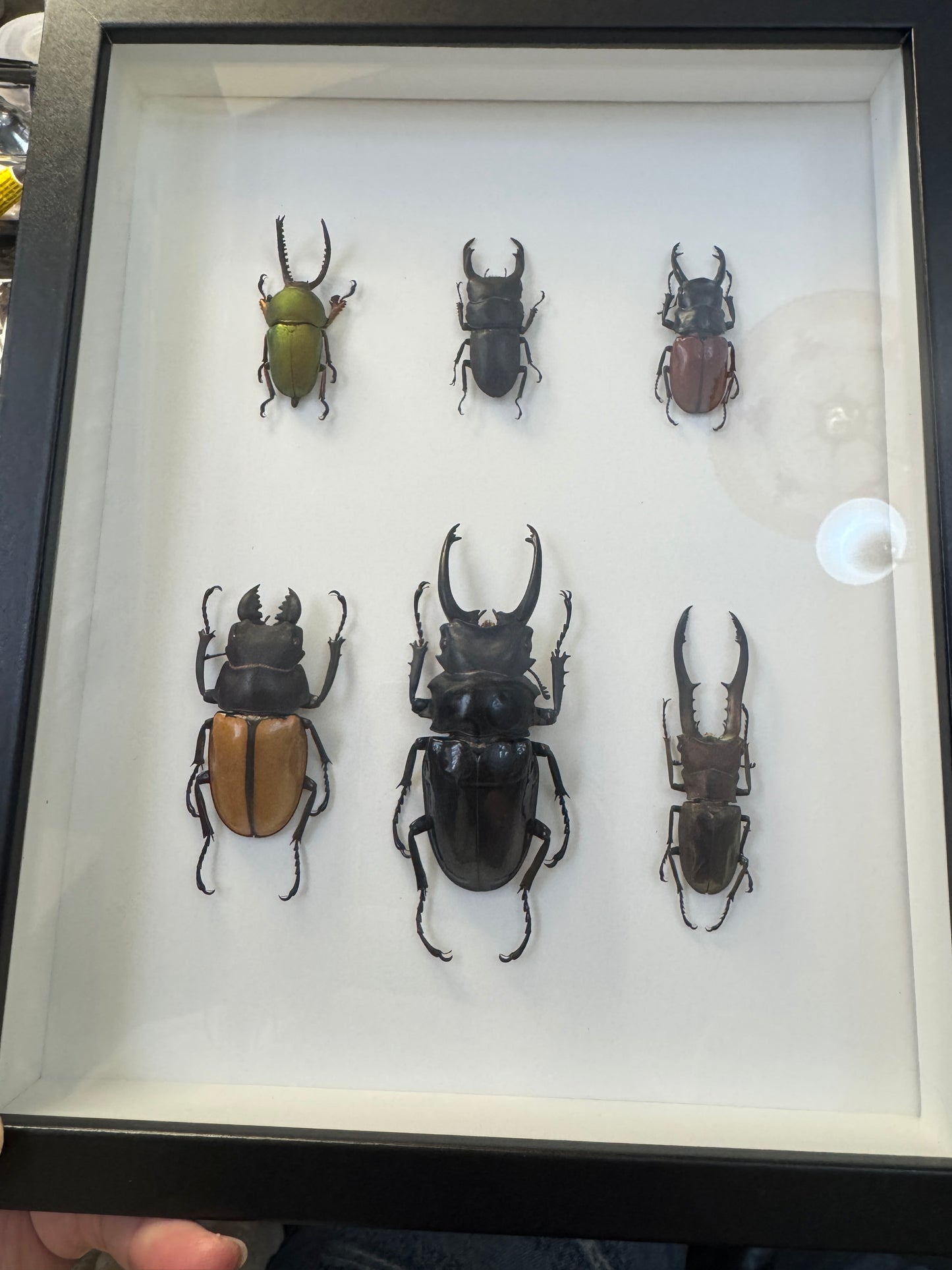 6 Stag Beetles