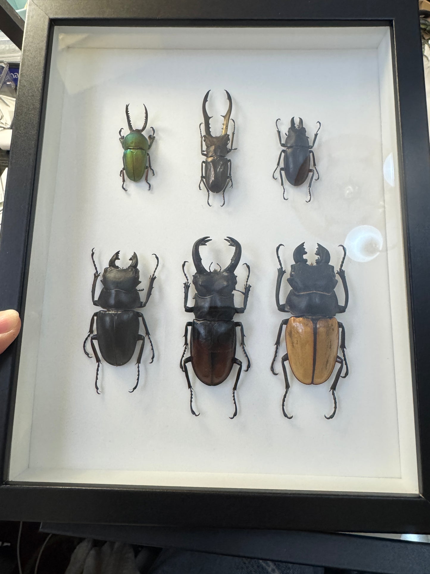 6 Stag Beetles