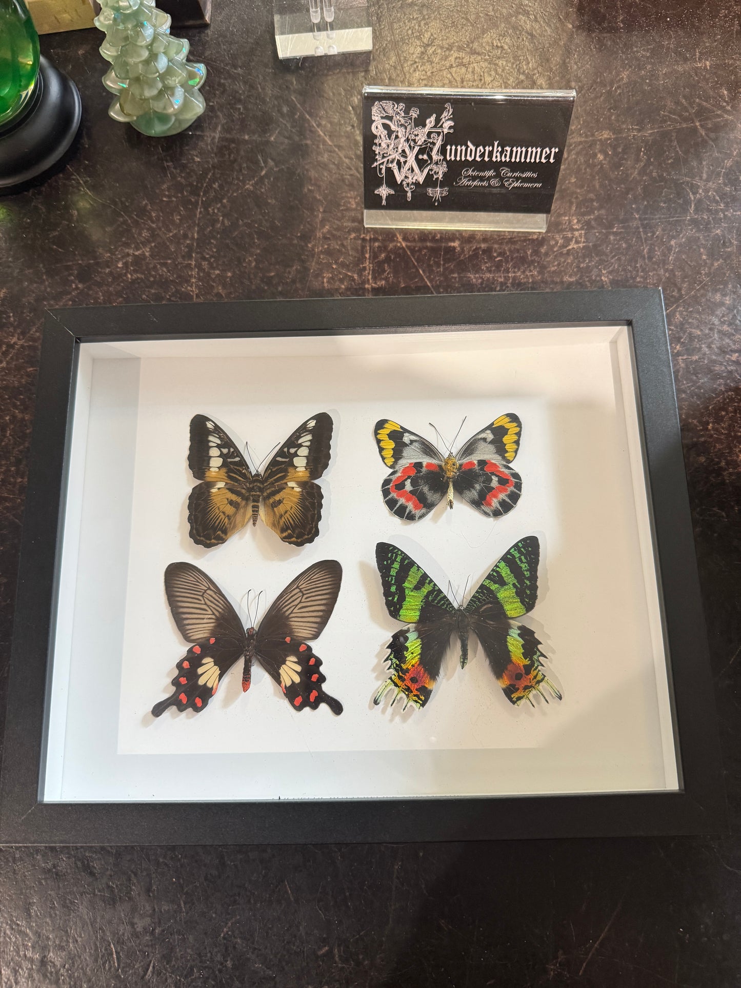 Colourful butterflies and moth