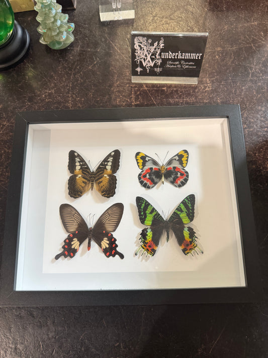 Colourful butterflies and moth