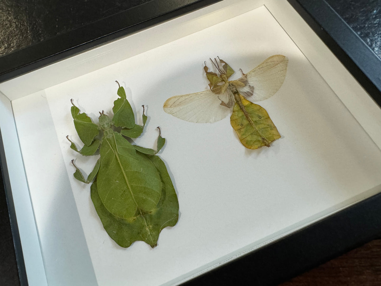 Pair of leaf insects