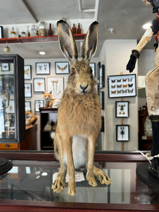 Taxidery Rabbit Taxidermy – Wunderkammer