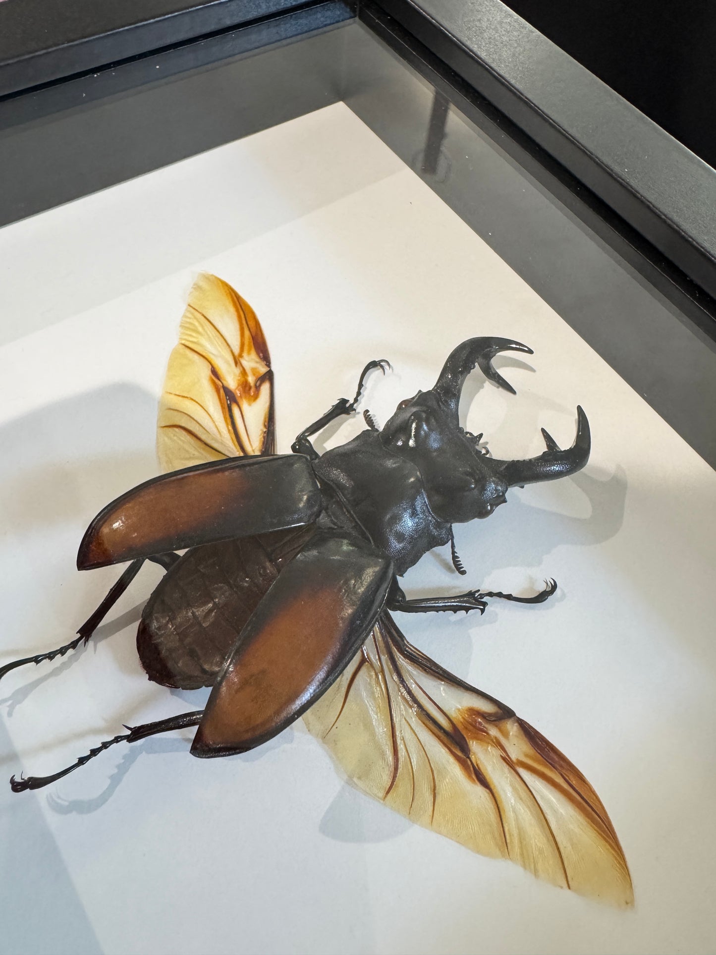 Giant Stag Beetles