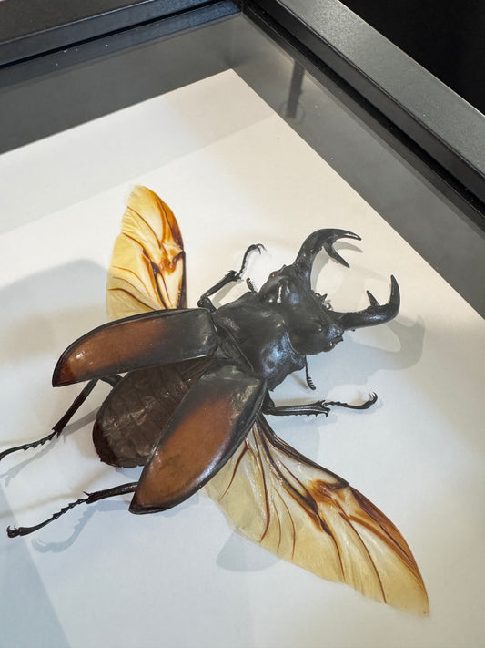 Giant Stag Beetles