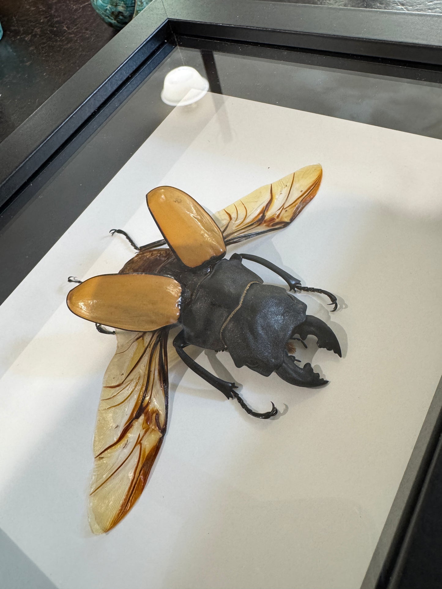 Giant Stag Beetles