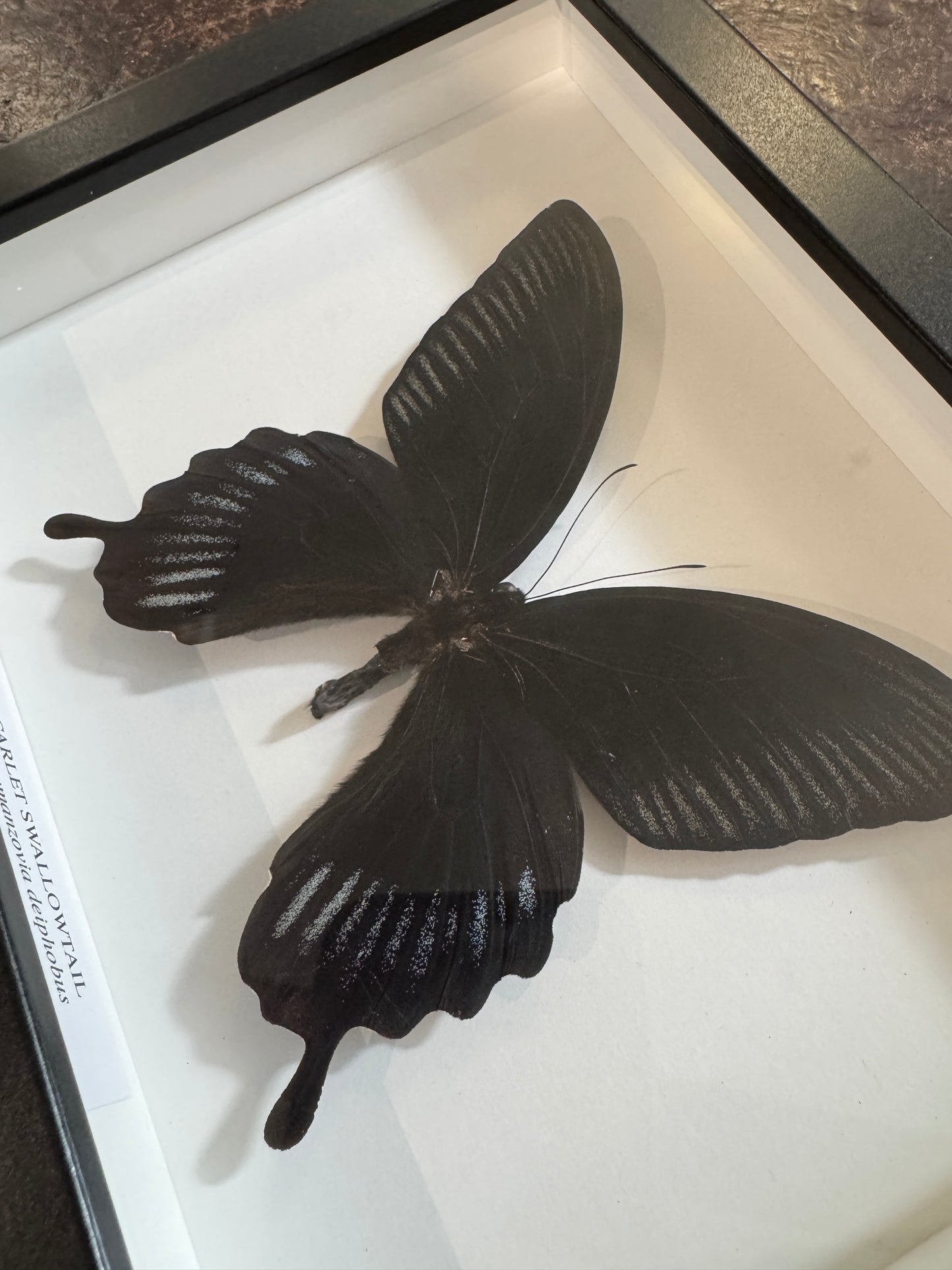 Scarlet Swallowtail