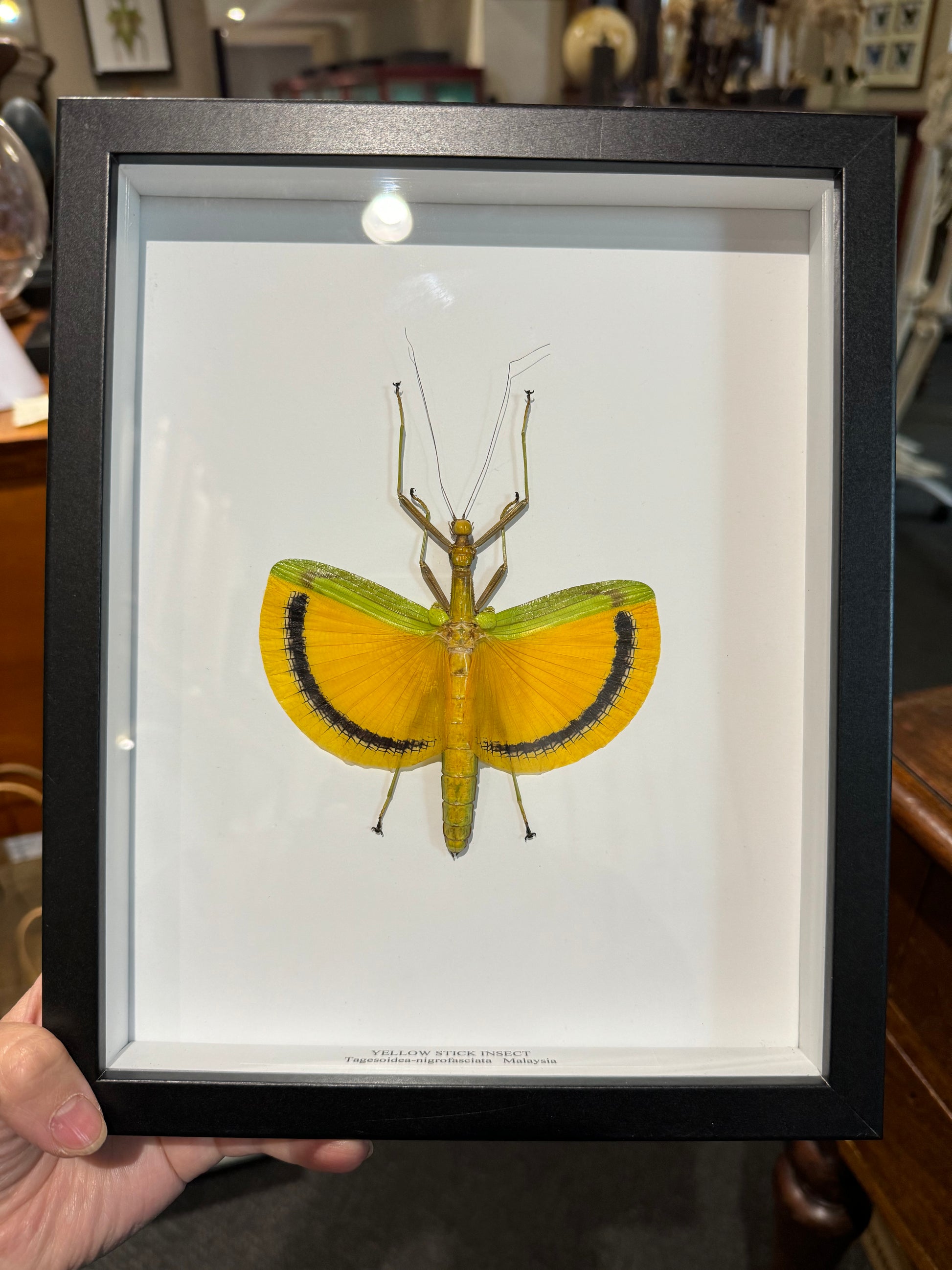 Yellow Stick Insect – Wunderkammer