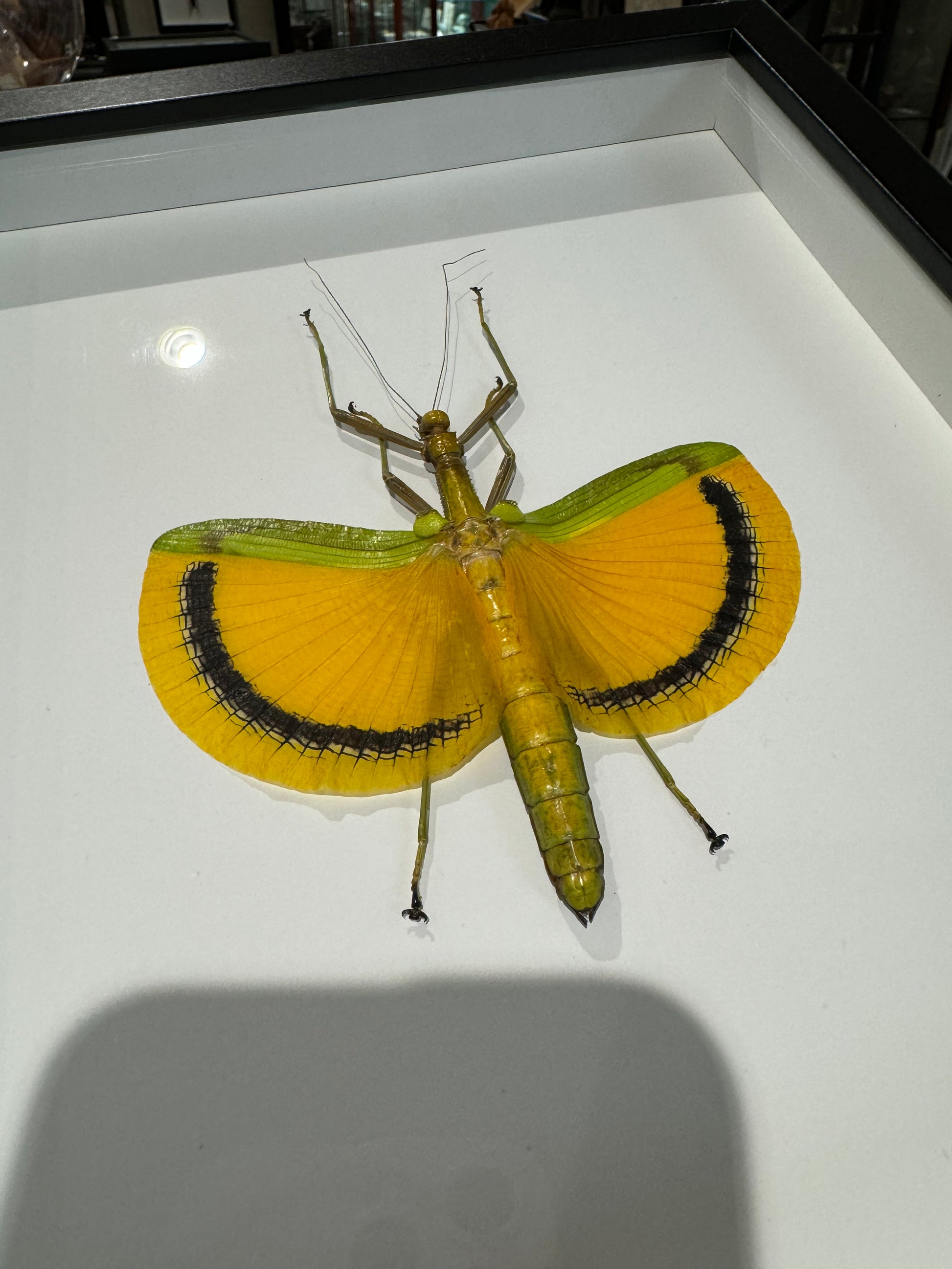 Yellow Stick Insect – Wunderkammer