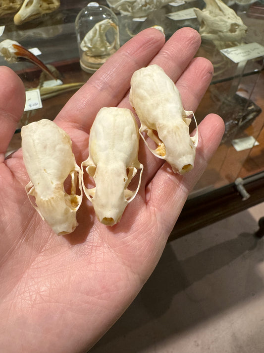 Weasel/ermine skull