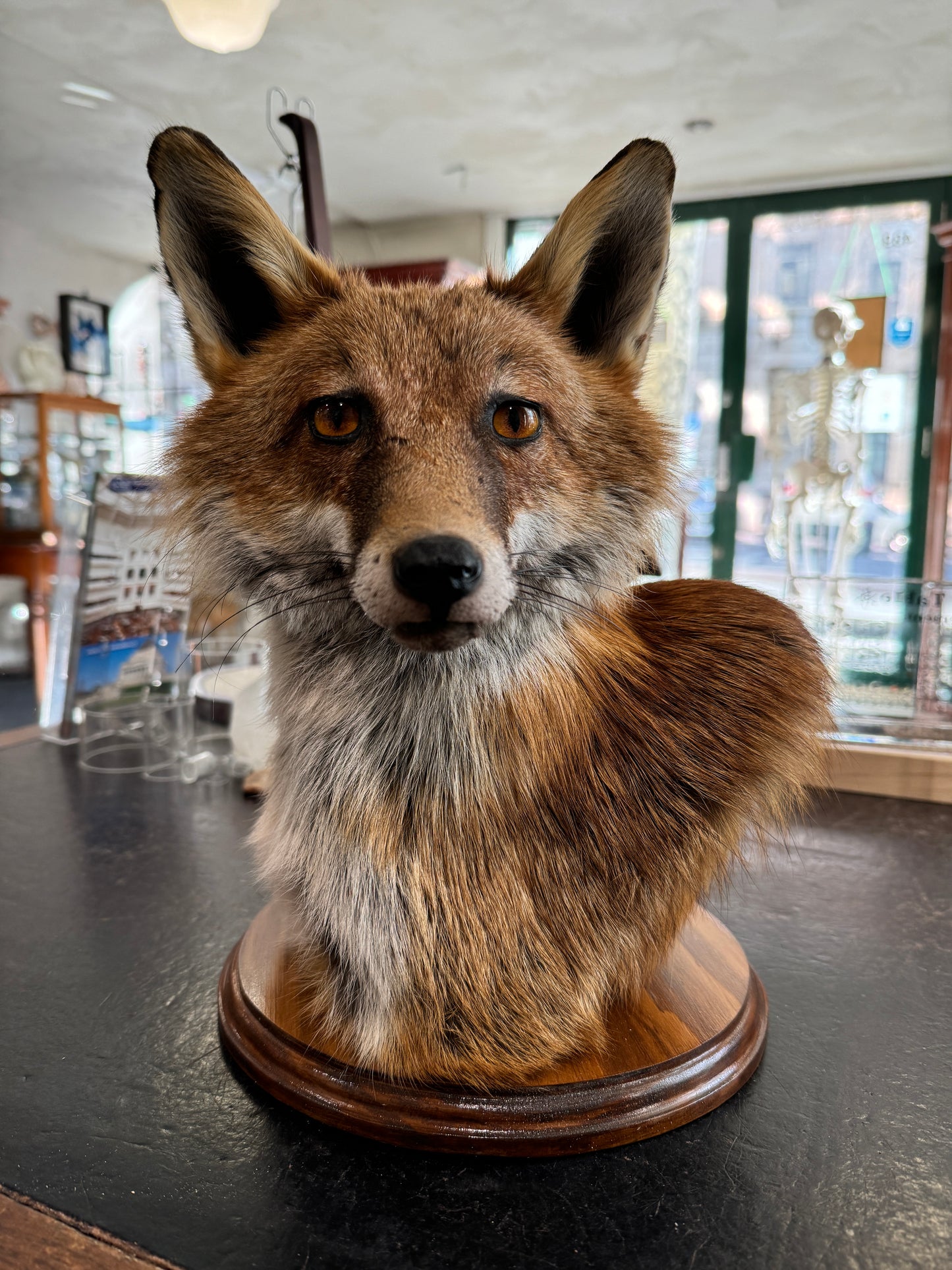 Taxidermy Fox Head