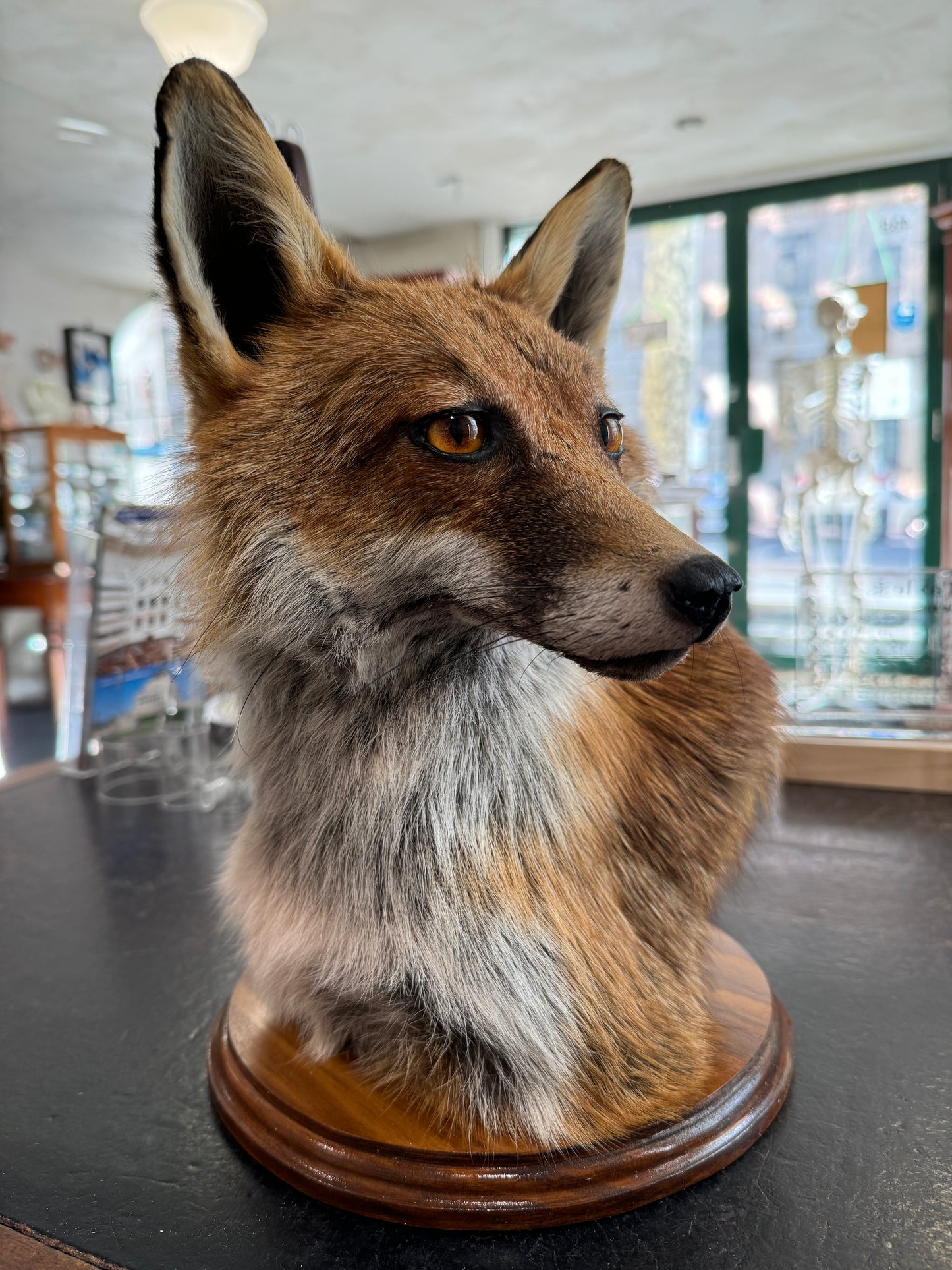 Taxidermy Fox Head