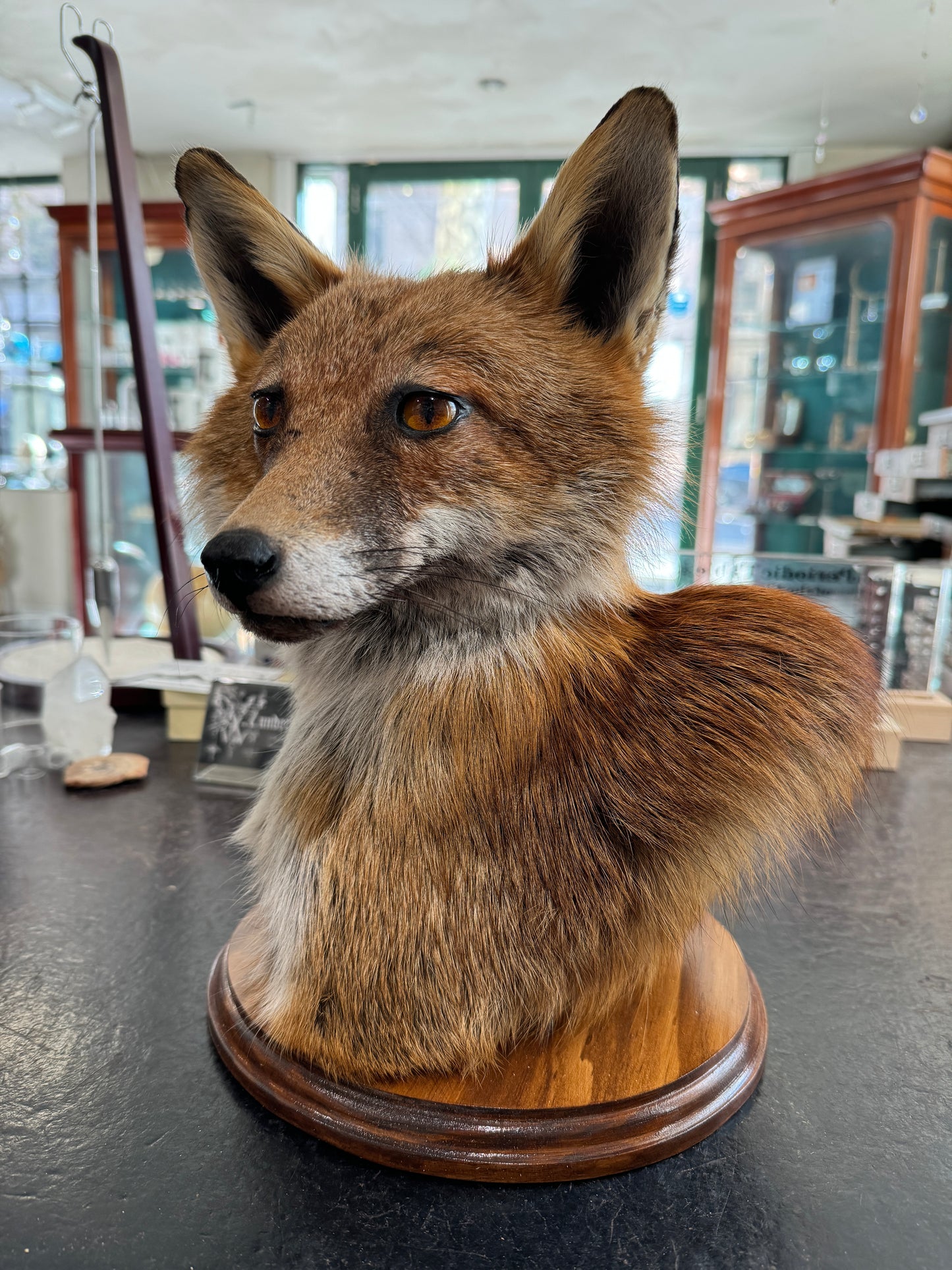 Taxidermy Fox Head