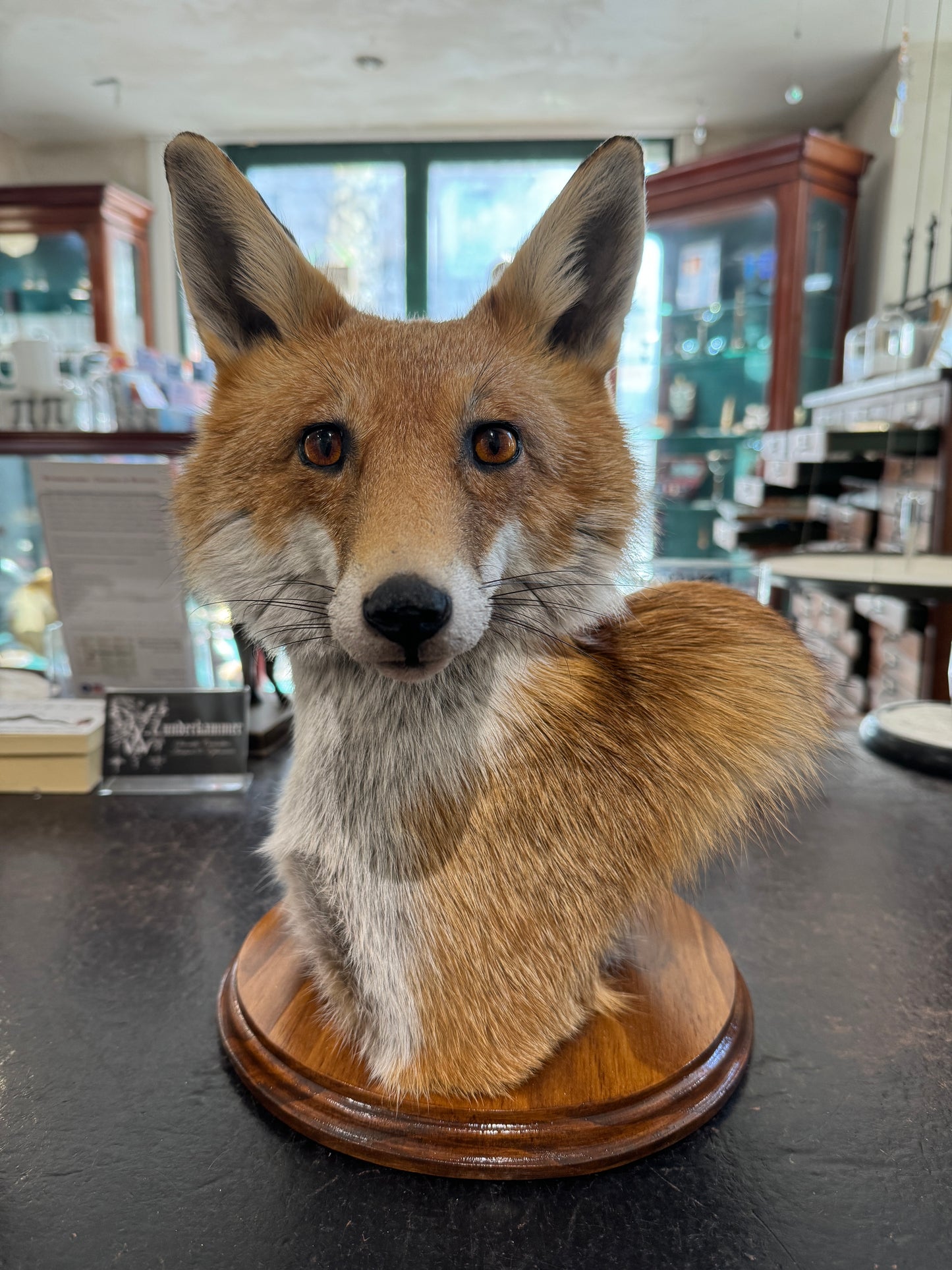 Taxidermy Fox Head