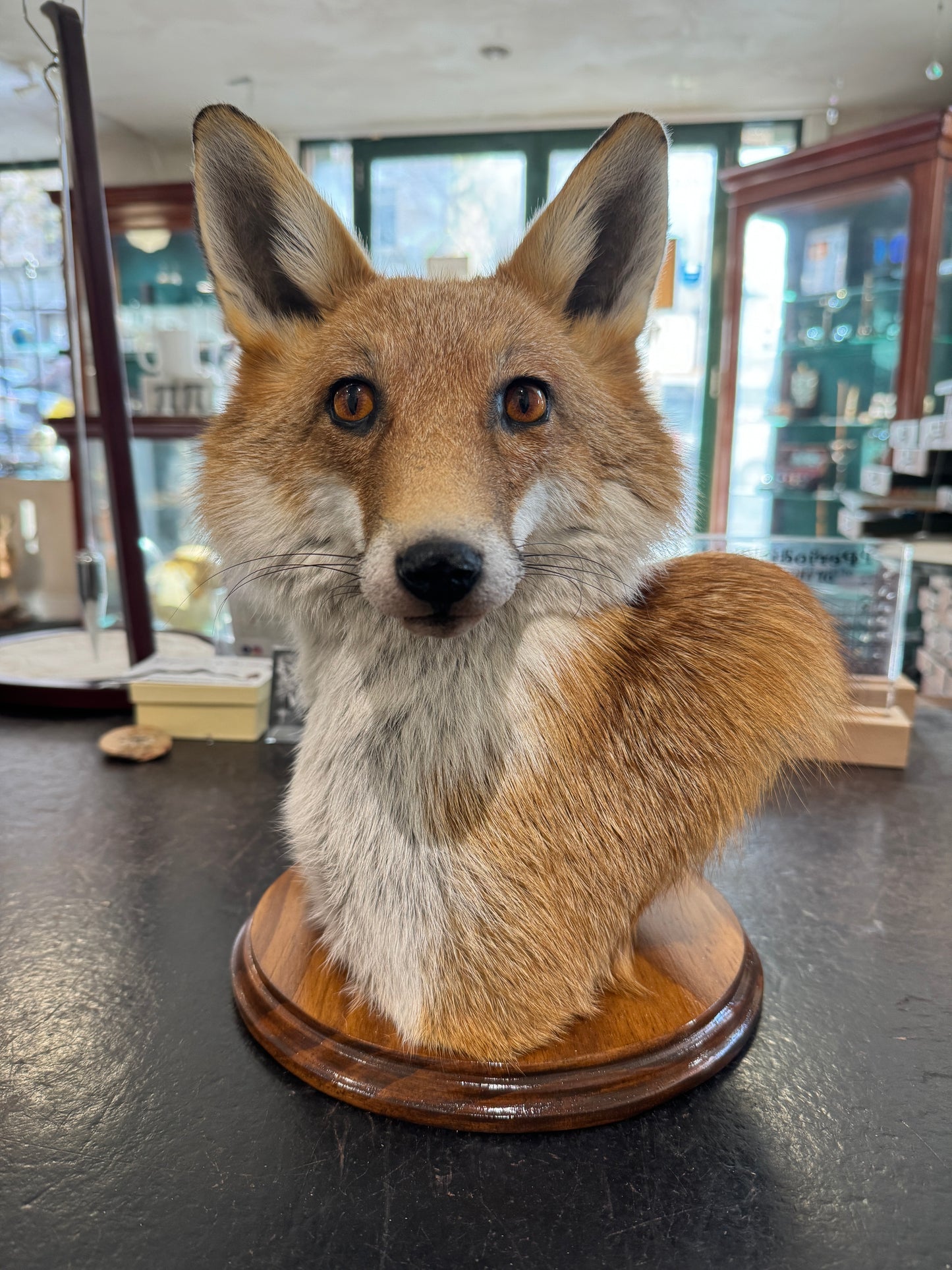 Taxidermy Fox Head