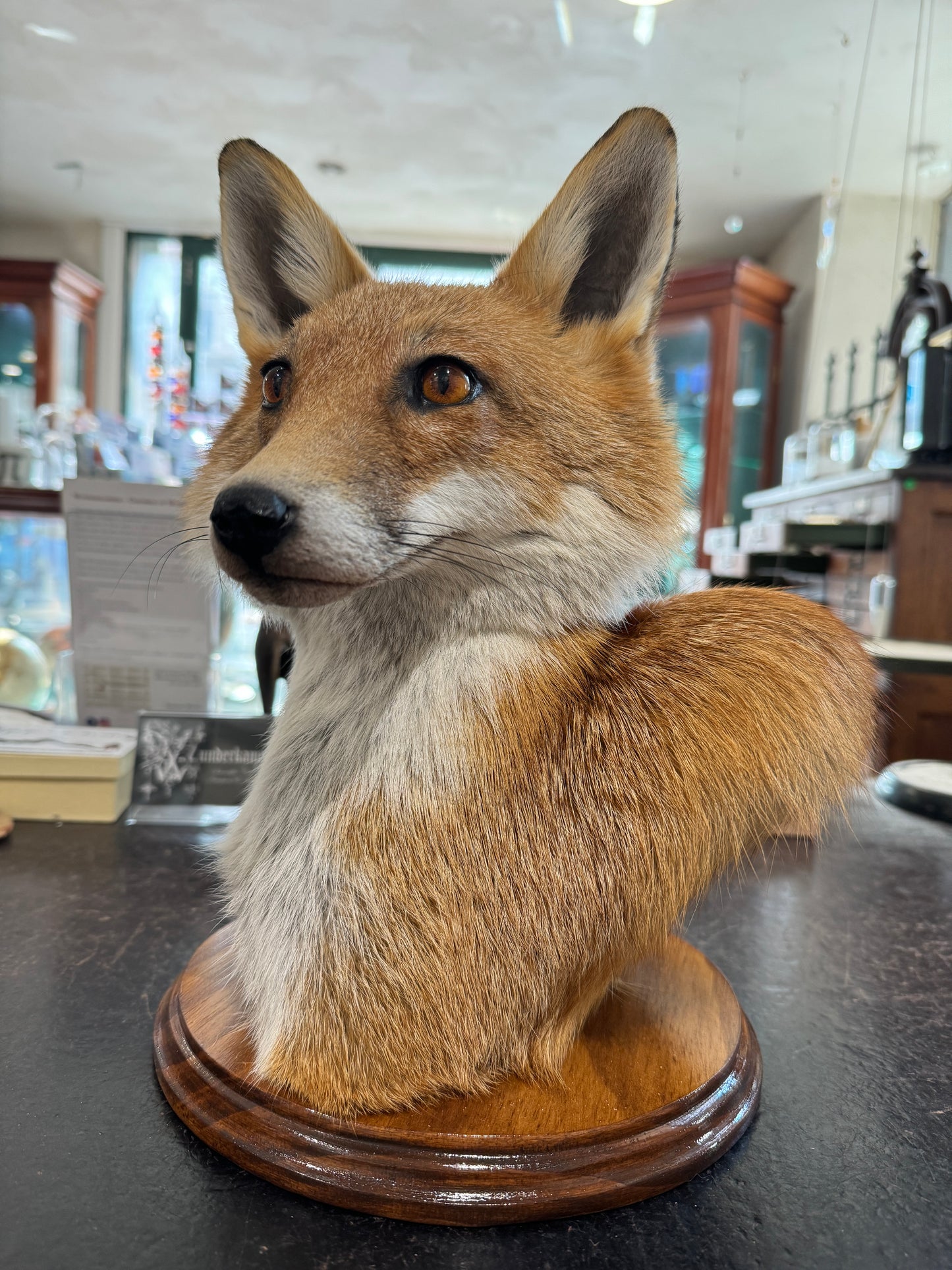 Taxidermy Fox Head