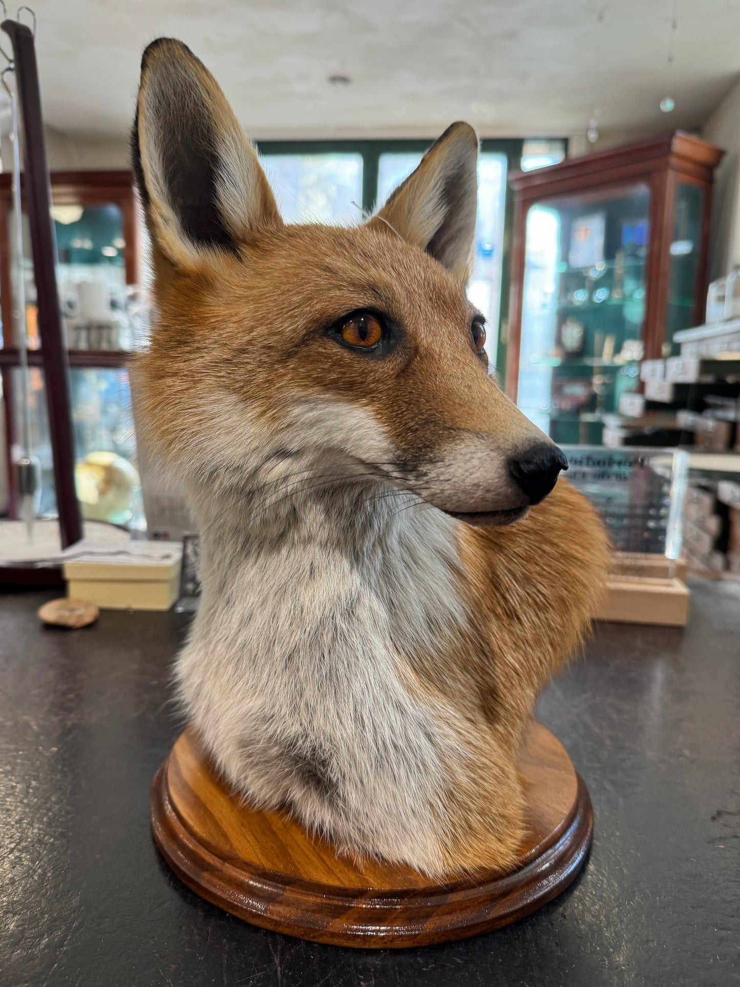 Taxidermy Fox Head