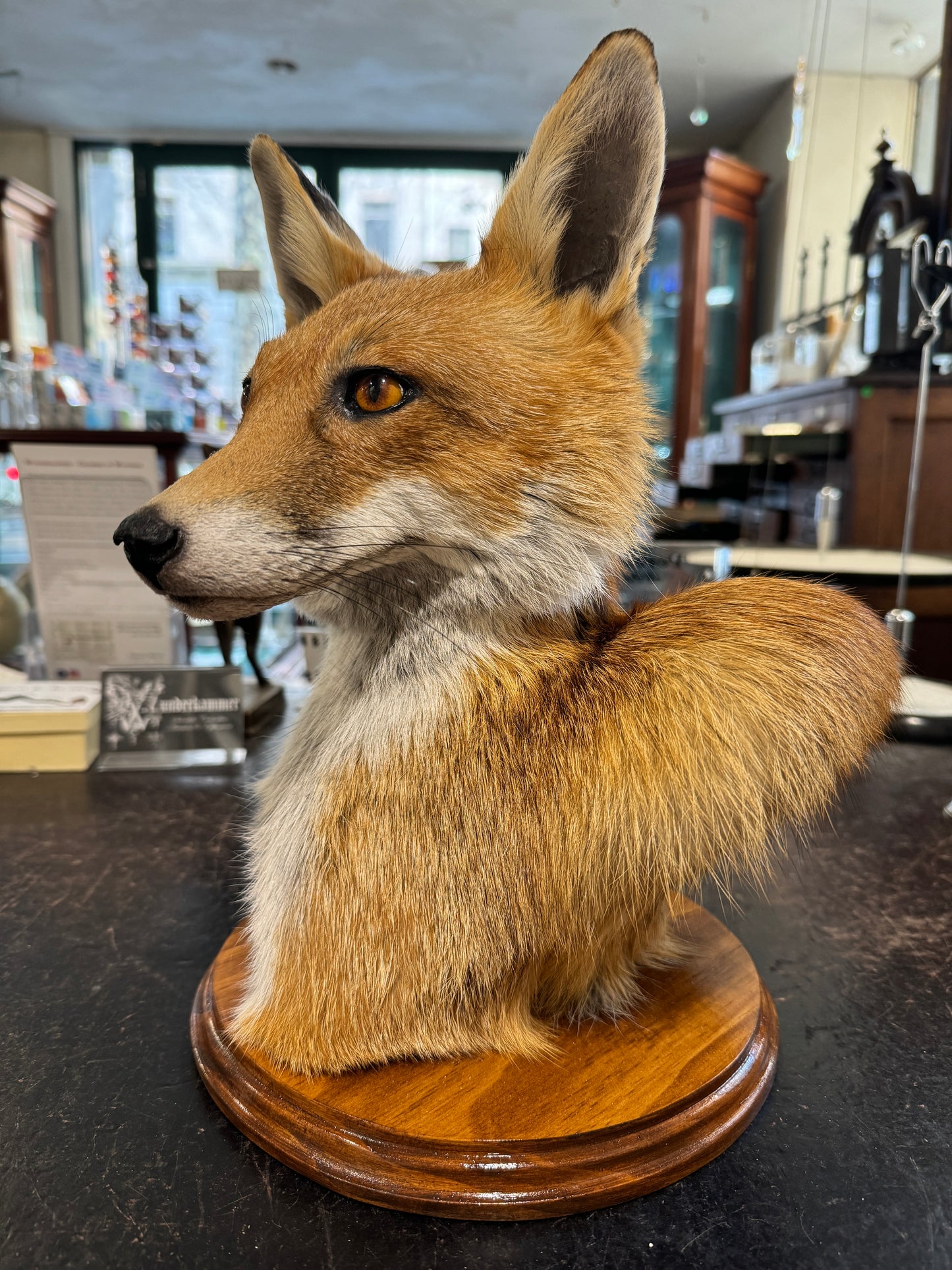 Taxidermy Fox Head