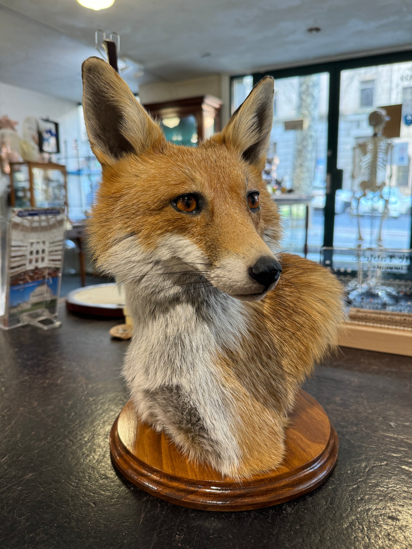 Taxidermy Fox Head