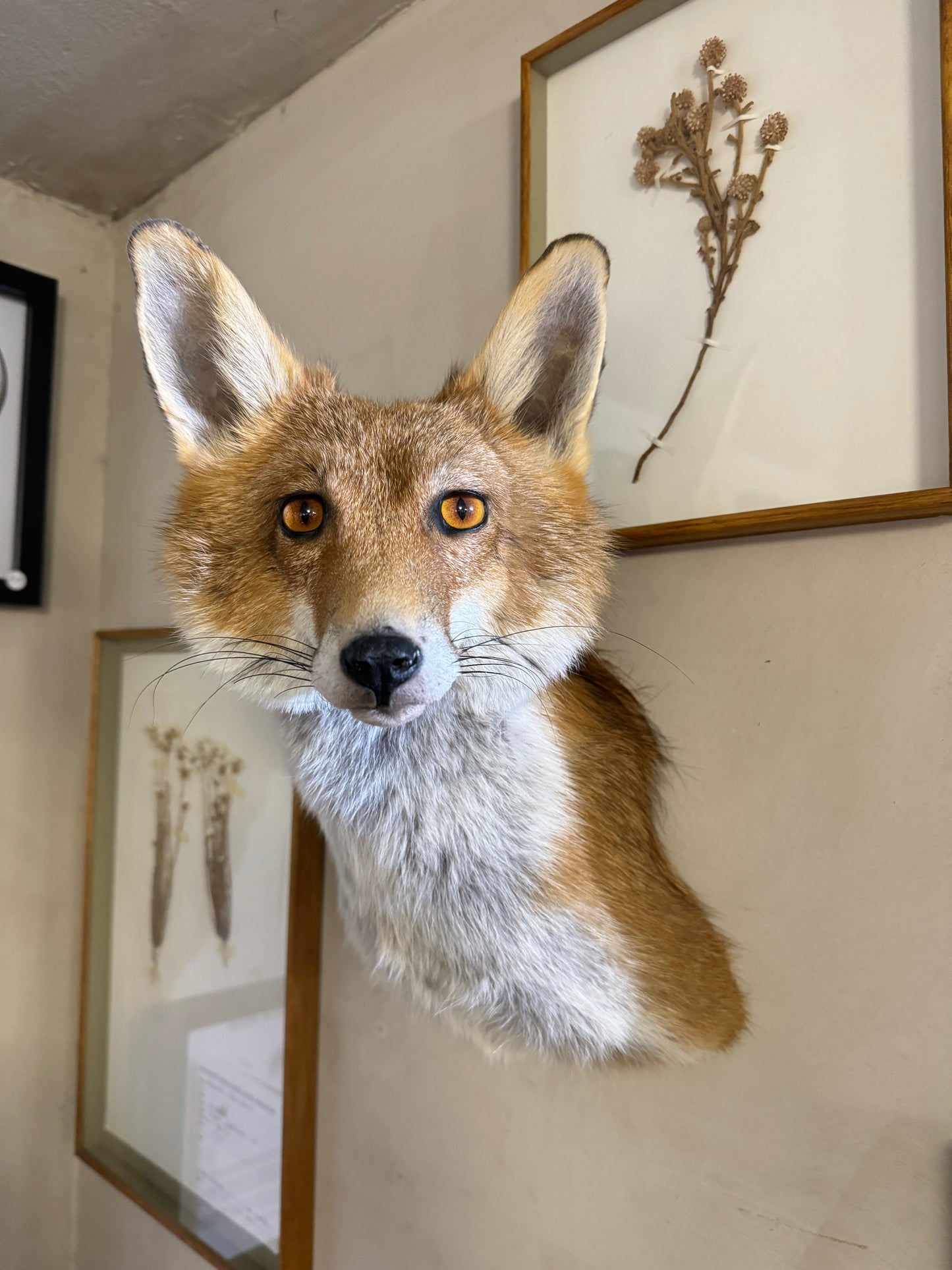 Taxidermy Fox Head Wall Mount