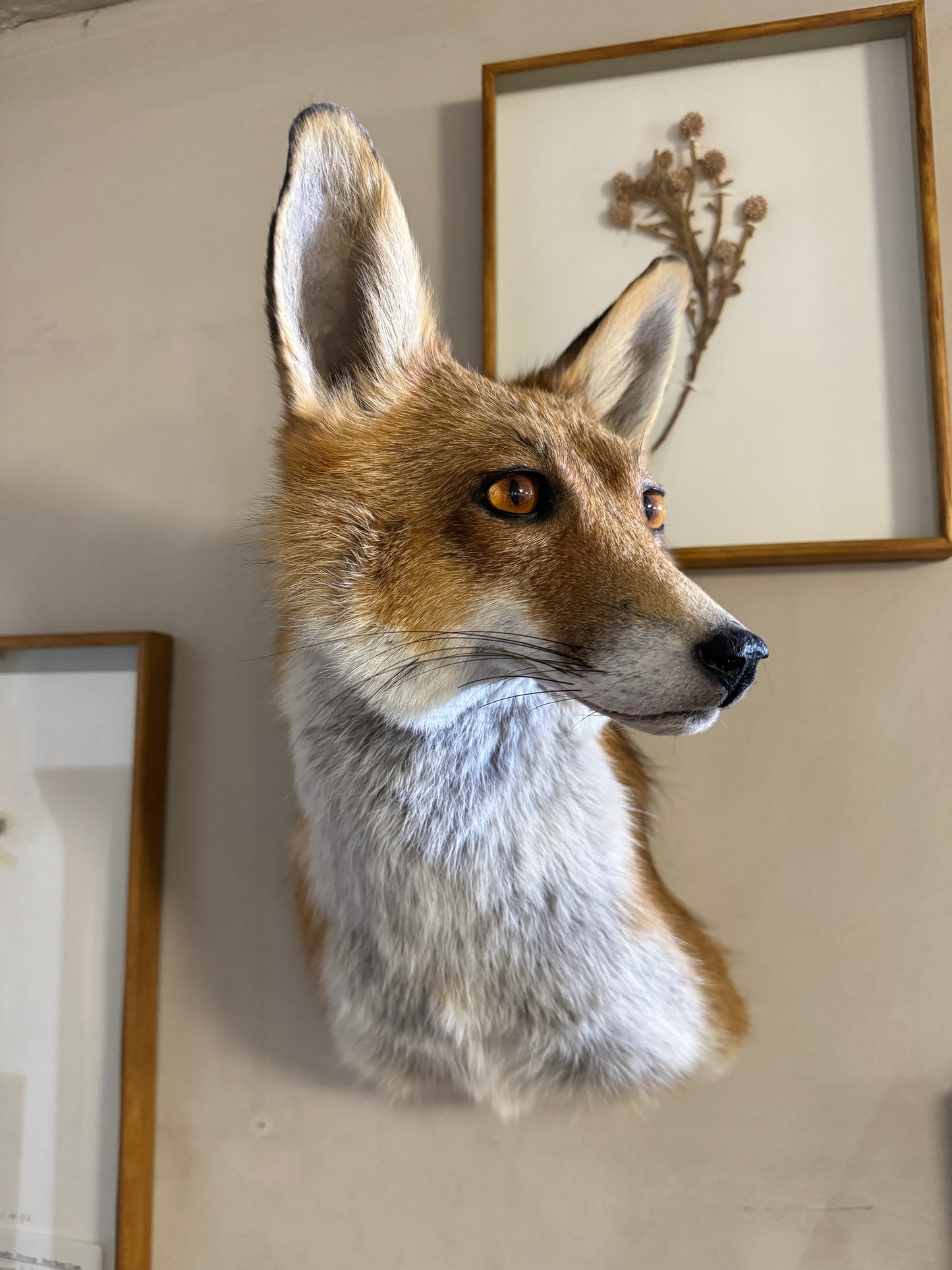 Taxidermy Fox Head Wall Mount