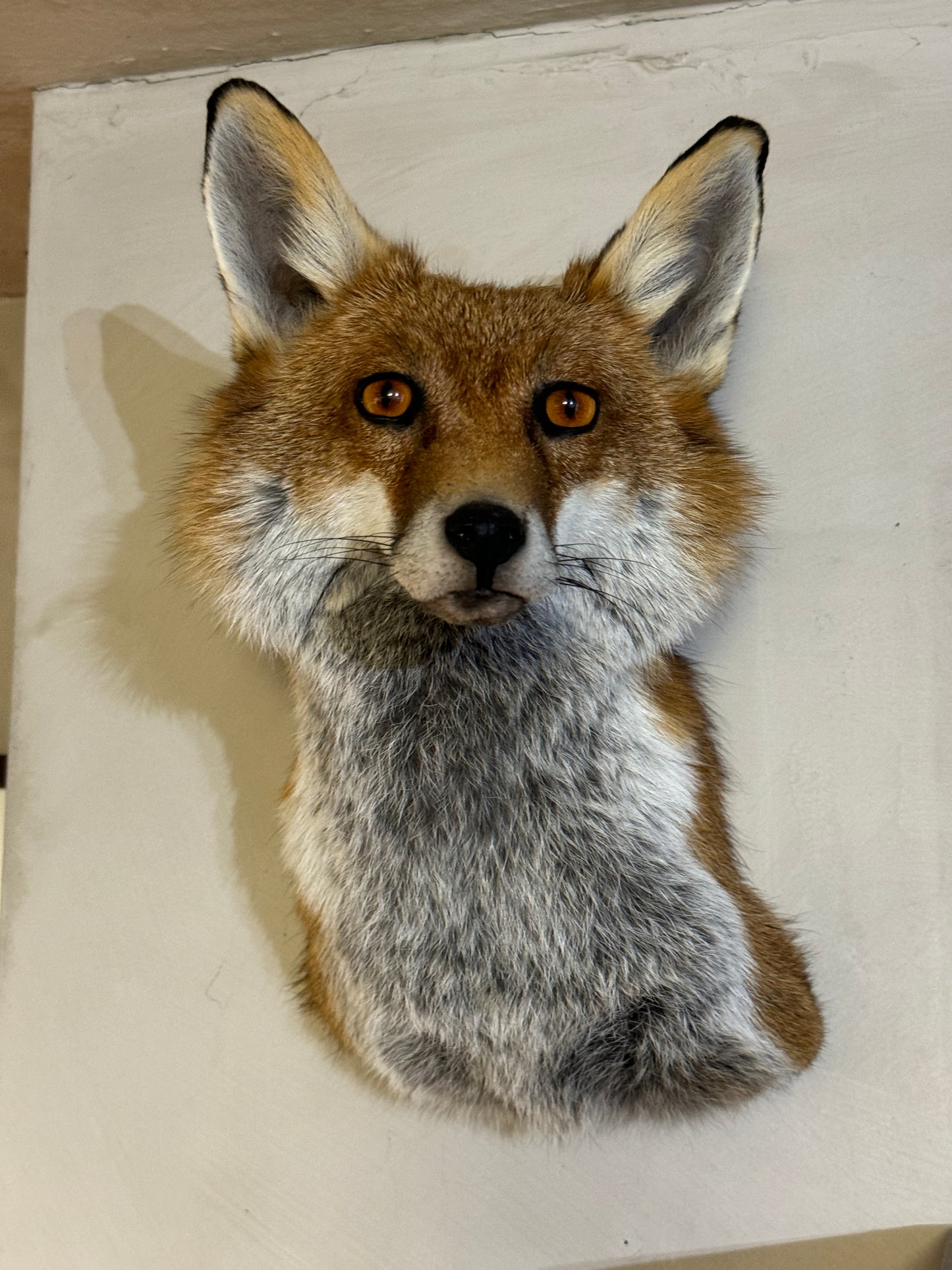 Taxidermy Fox Head Wall Mount